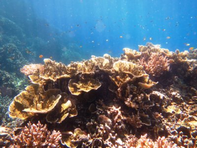 硬珊瑚區