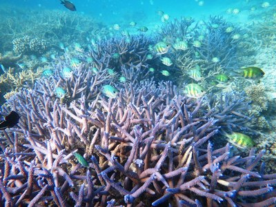 藍色珊瑚礁