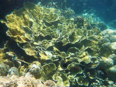 硬珊瑚區