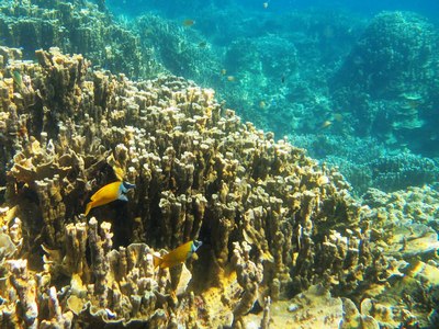珊瑚魚樂園