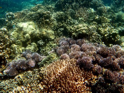 珊瑚魚樂園