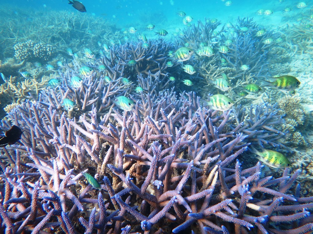 蓝色珊瑚礁